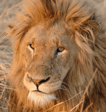 טיסות אנטבה