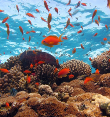 מלונות בישראל אילת