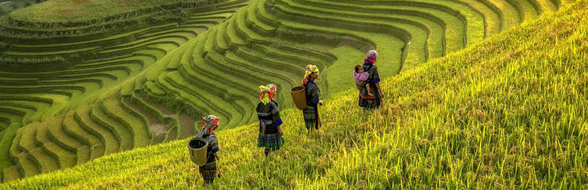 מדריך ויאטנם